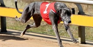 Jimmy Newob ends group race drought in Horsham Cup