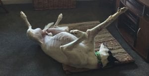 Retired greyhound races into the hearts of his forever home
