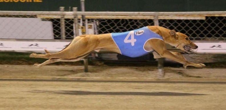 Greyhound racing news