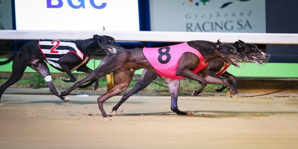 Tony Rasmussen Greyhound Racing | Australian Greyhound Racing News ...