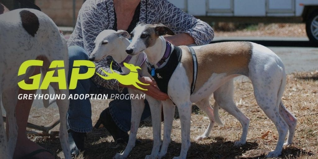 Inmates Rehabilitating Greyhounds at Tarrengower Prison