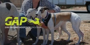 Greyhounds As Pets adoption program