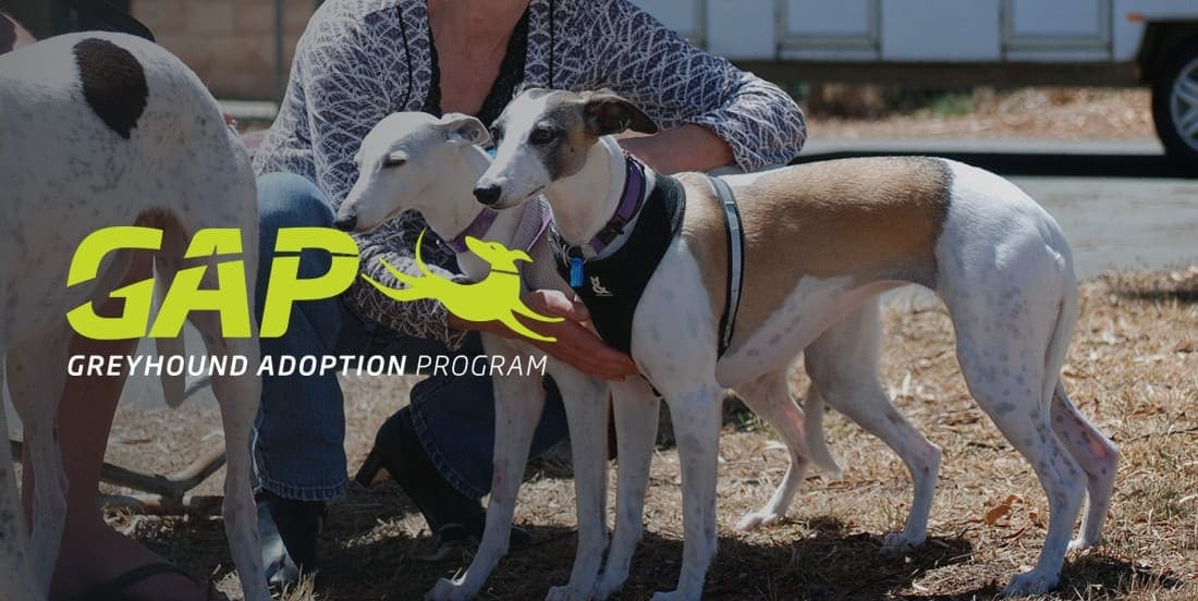 Gap best sale australia greyhound