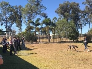 Greyhound Adoption Program (GAP) Queensland ready for National Greyhound Adoption Month