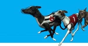 Ultimate Live Greyhound Channel