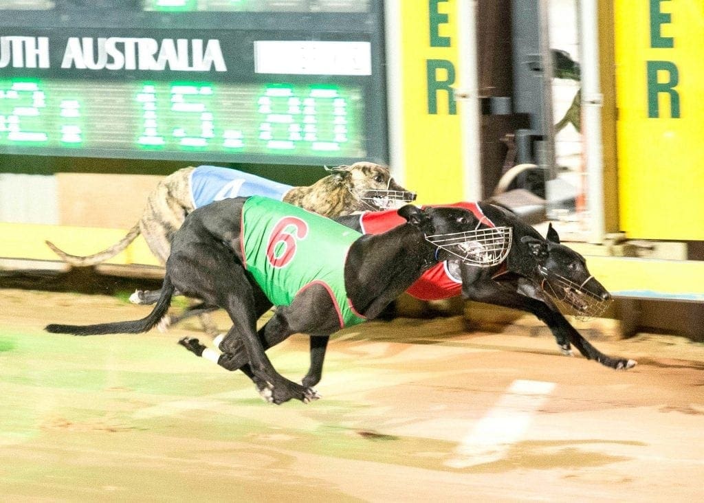 Gawler Greyhounds