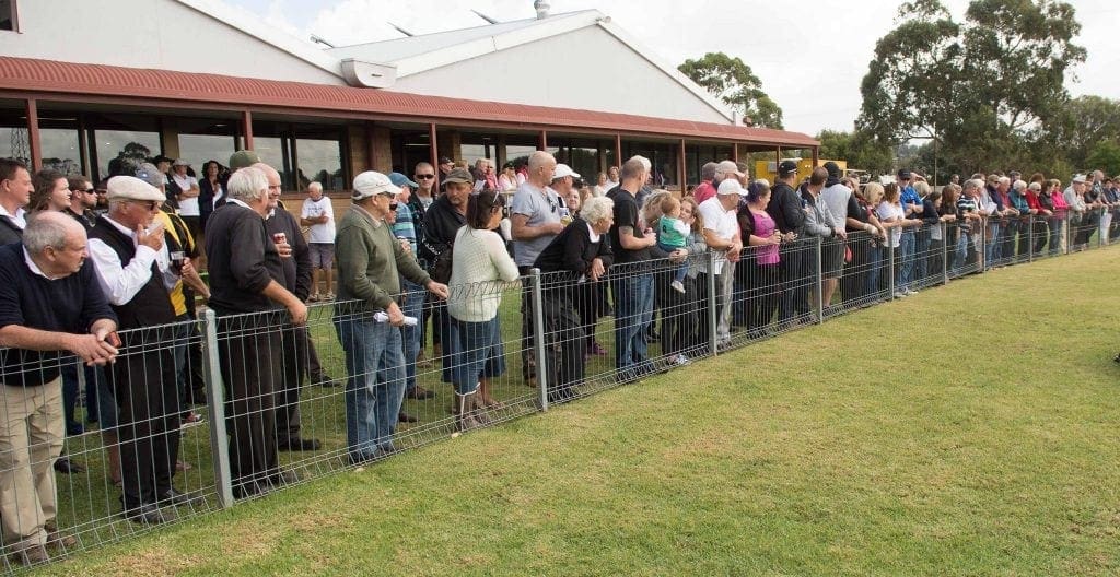 Mt Gambier Greyhounds