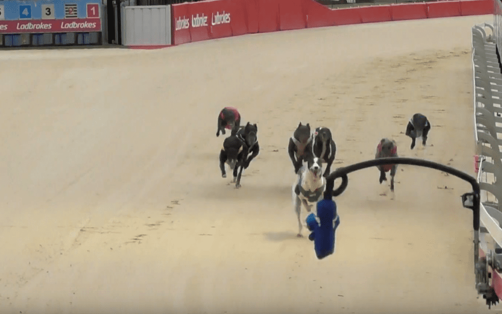 Gosford greyhound are back racing
