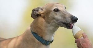 The best dog breeds for retirees: A special focus on the greyhound