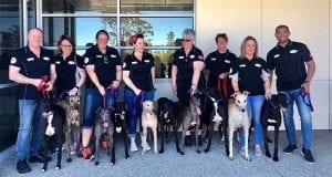 Dogs moving to the USA to be rehomed