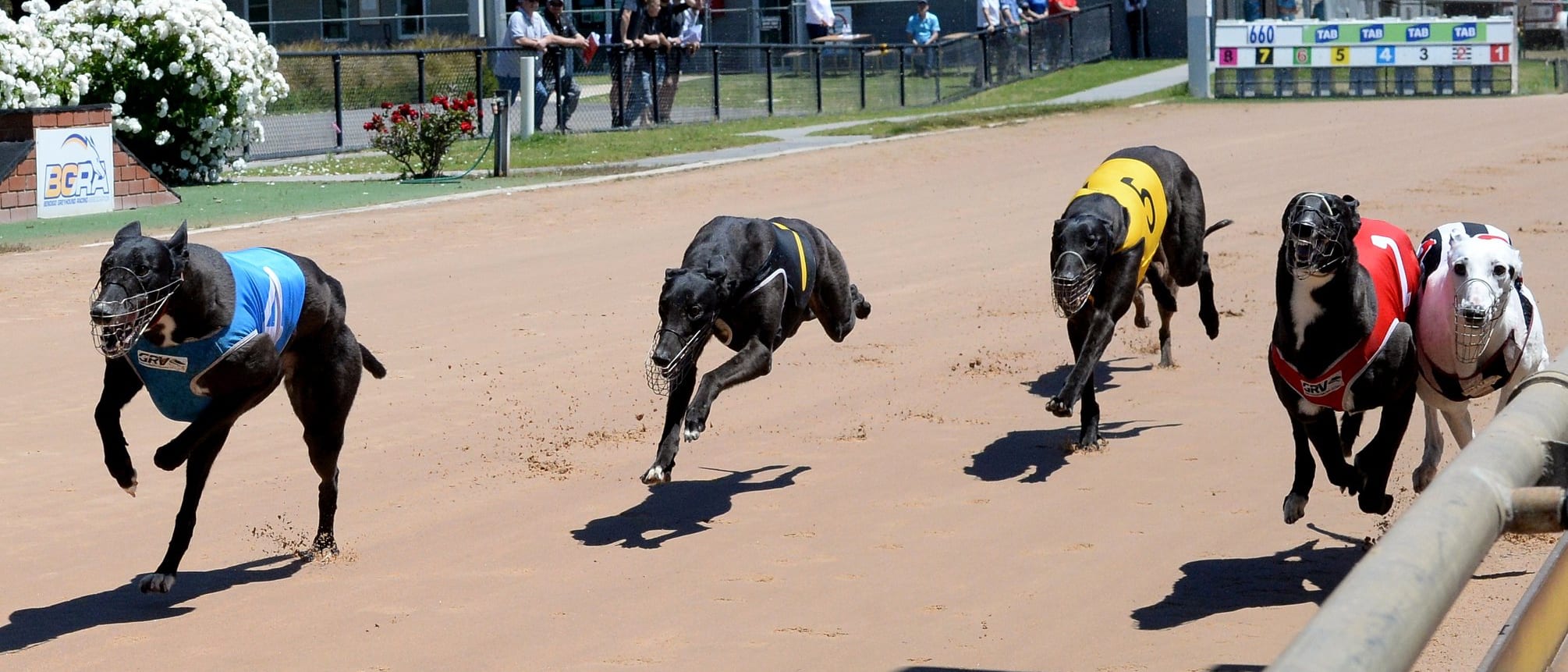 Greyhound racing in Australia
