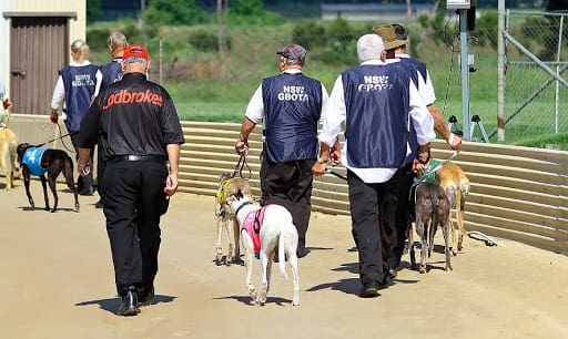 How To Win Money At The Dog Track