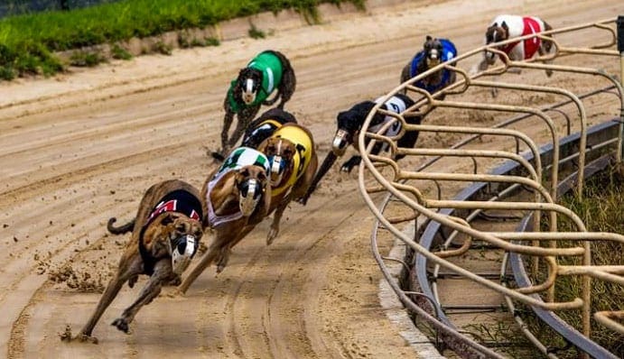 Greyhound racing news