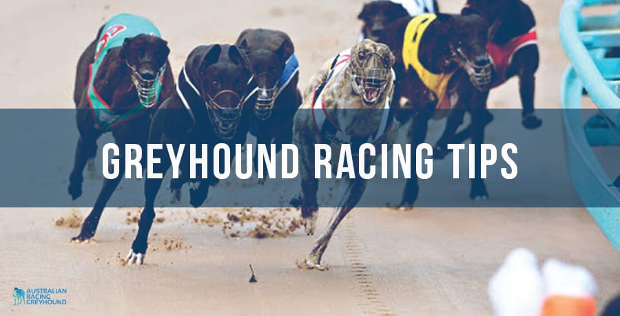 Greyhound racing preview
