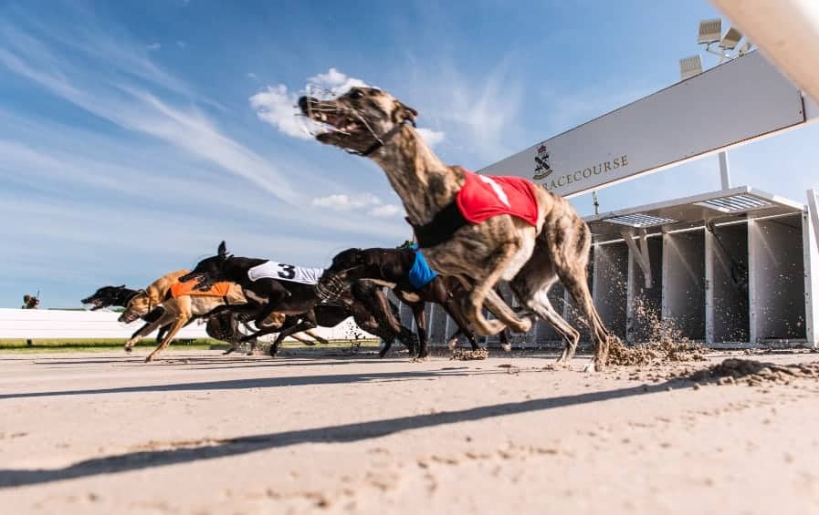 Great Britain Greyhounds Move To Unlimited Race Meeting Cards