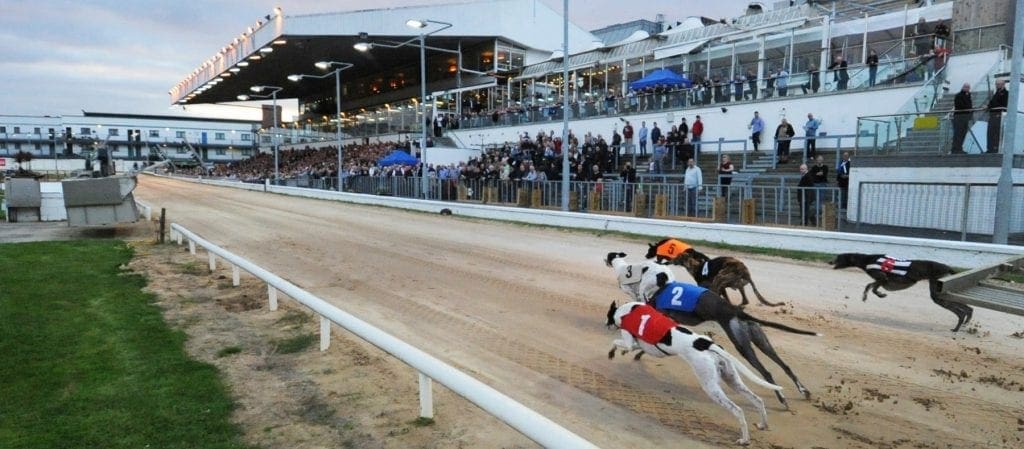 Shelbourne Park greyhounds