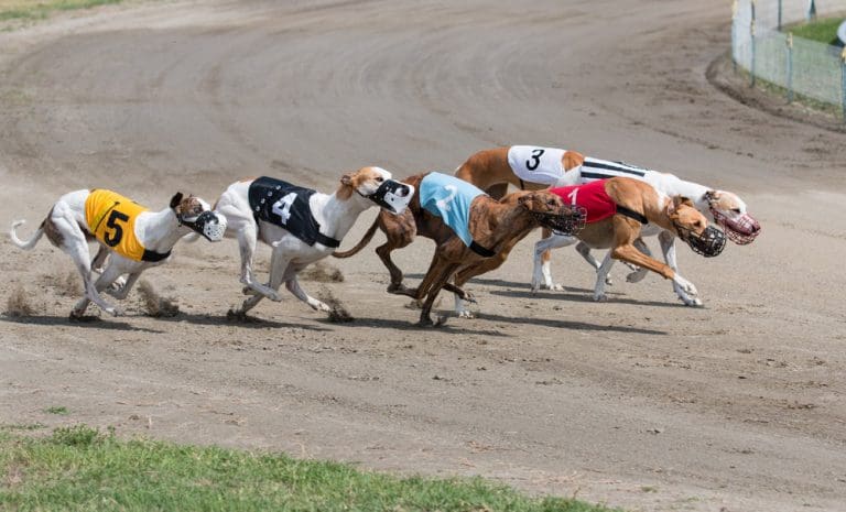 Why Is Australian Greyhound Racing Running More Short Distance Races?