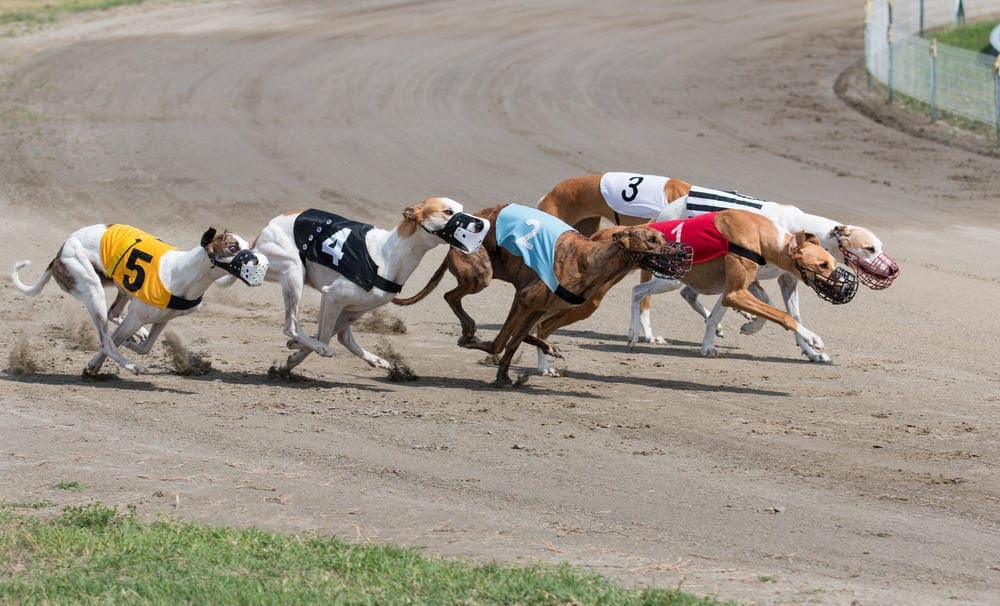 What Are the Different Race Distances in Greyhound Racing?