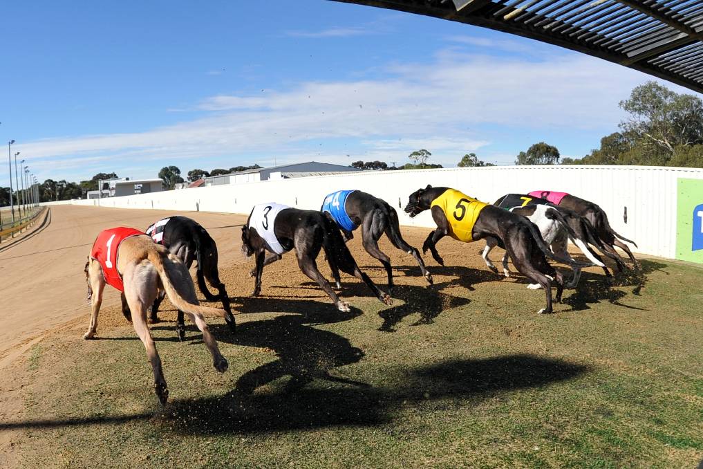 Horsham greyhound boxes