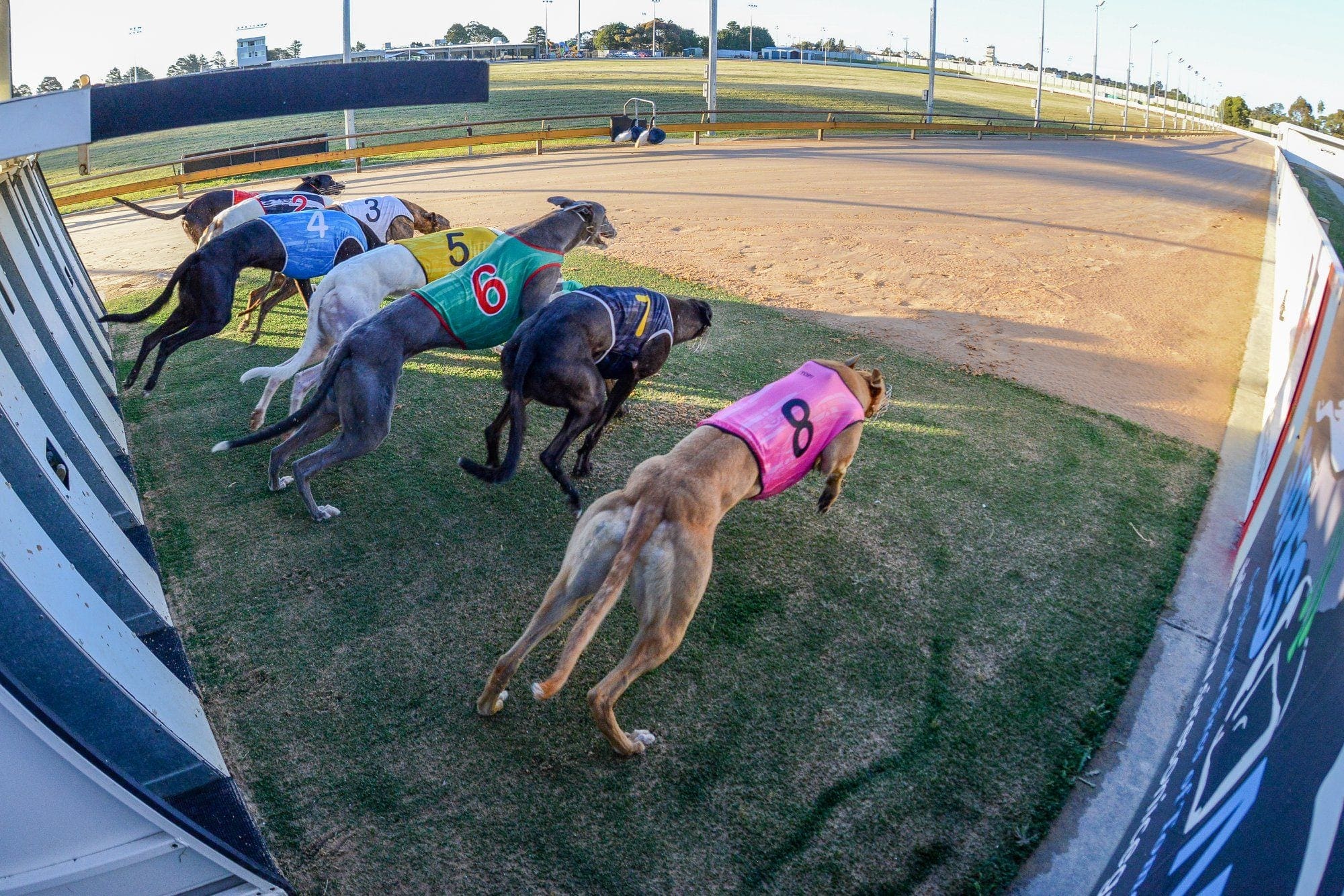 qric  Australian Greyhound Racing News & Betting