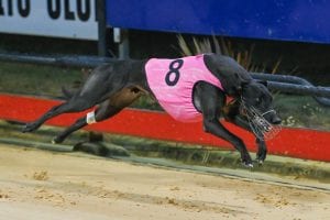 Local Greyhounds Dominate 2021 Group 2 Cranbourne Cup Final