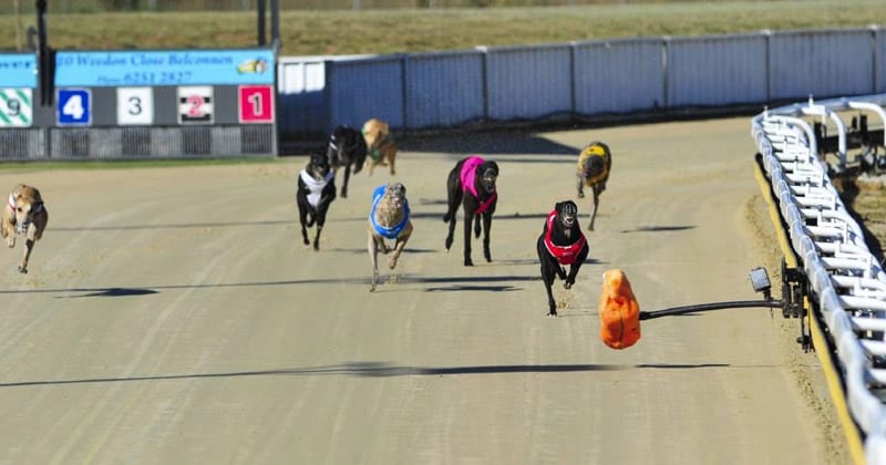 Canberra greyhound track