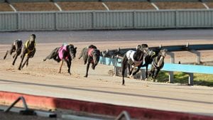 Greyhound racing at Maitland