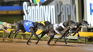 Sandown Park greyhound racing
