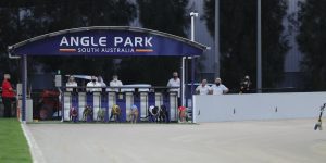 Victorian greyhounds hold all the cards in Adelaide Cup heats