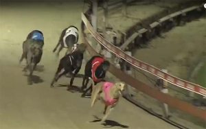 Irinka Riley (8) leads Aston Rupee (3) in their heat of the Paws of Thunder. Picture: Sky Racing.