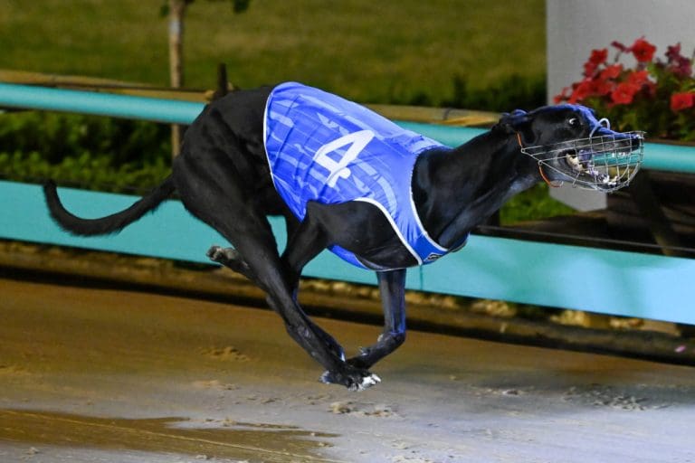 The Kennel Saturday Greyhound Racing Results And News Around The Tracks
