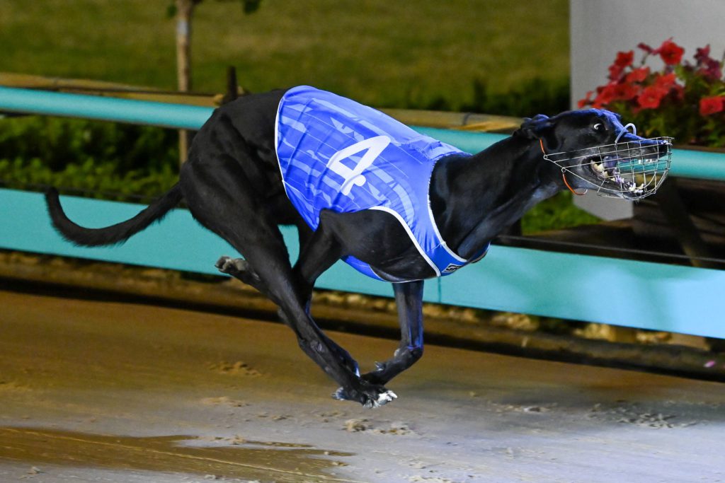 The Kennel - Saturday greyhound racing results and news around the tracks