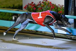 Andrea Dailly dominates 2022 Group 1 Australian Cup heats at The Meadows greyhounds
