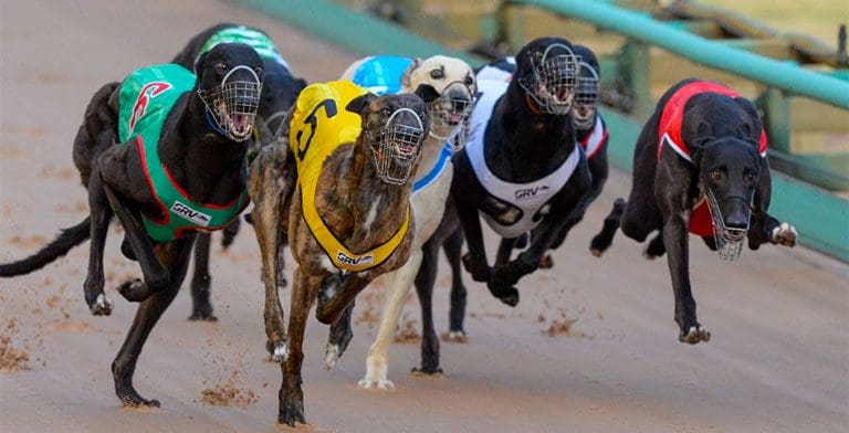 Ipswich greyhounds