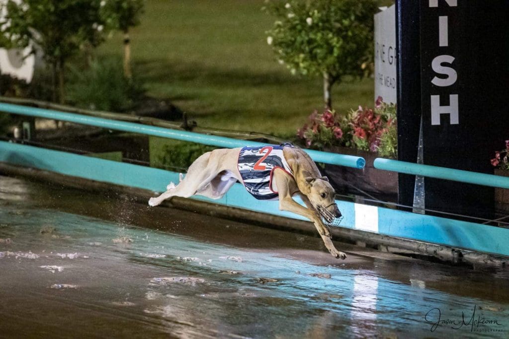 Greyhound racing at The Meadows