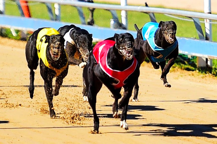 Greyhound racing at Rockhampton