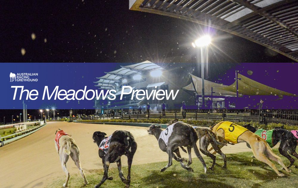 The Meadows greyhounds betting tips
