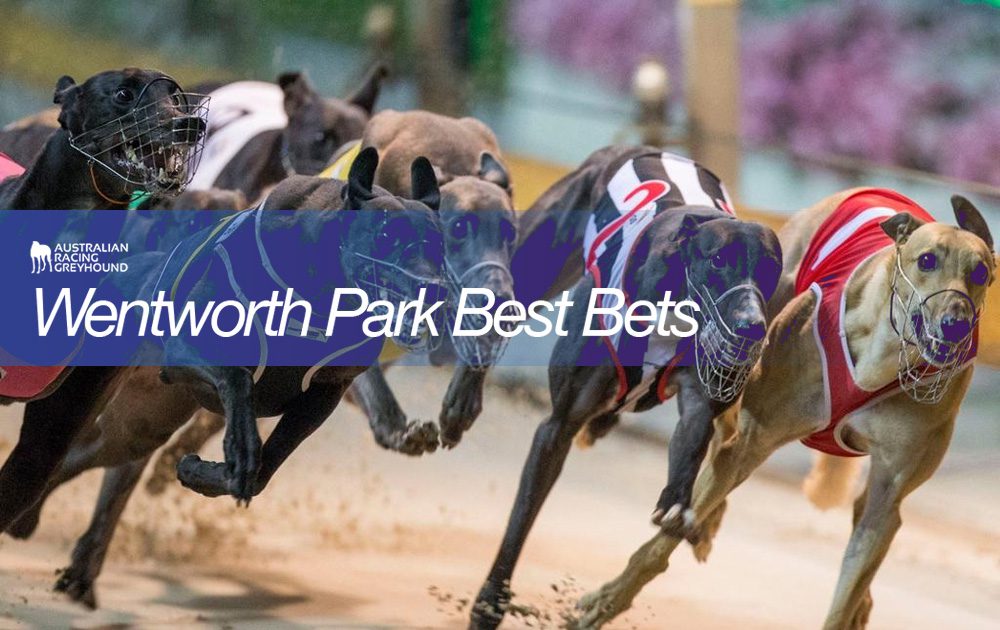 Wentworth Park tips and best bets for March 12, 2022
