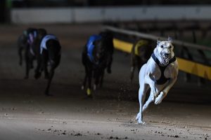 Kysaiah has young Victorian greyhound trainer Carly Feltham excited ahead of Geelong Cup final
