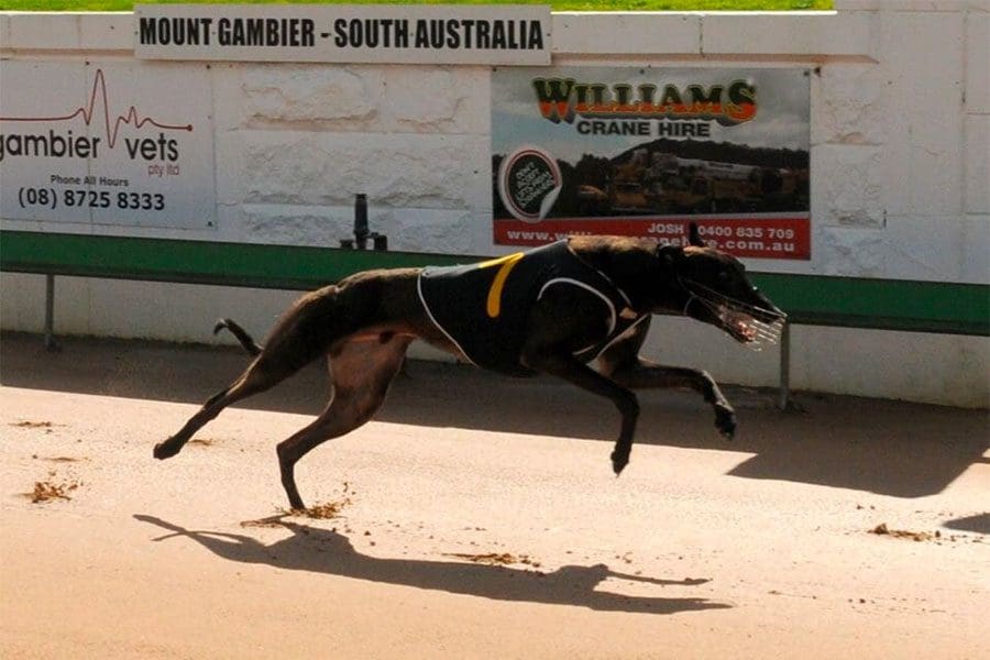 Mount Gambier greyhounds