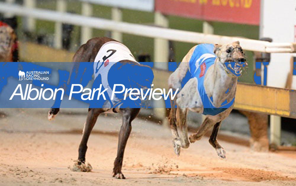 Albion Park greyhounds preview