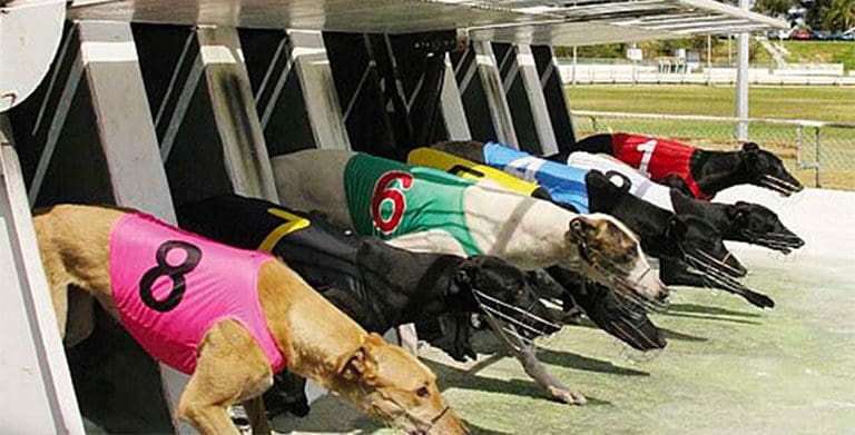 Greyhound box draw news