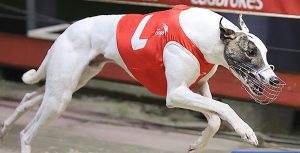 Daniel Pell aims for his first Group 1 at Wentworth Park tonight