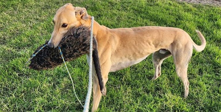 Phoenix Reserves Contenders: Greyhound Racing's Elite Prepare For Match Race Battle