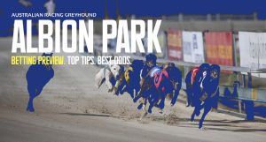 Albion Park greyhound tips and best bets Sunday October 16 2022