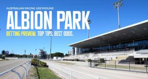 Albion Park greyhound preview, tips & odds | January 11, 2024