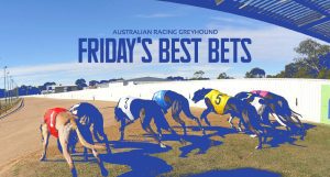 Free greyhound racing tips and best bets Friday October 7 2022