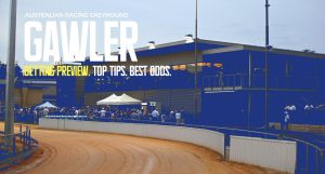 Gawler greyhound tips: Get the best free picks for today's races