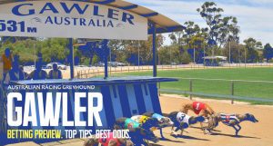 Gawler greyhound racing tips and best bets Wednesday October 26 2022