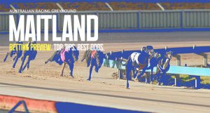 Maitland Greyhound Tips - April 11